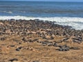 The magnificent colony Brown fur seal, Arctocephalus pusillus, Cape cross, Namibia Royalty Free Stock Photo
