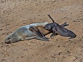 The magnificent colony Brown fur seal, Arctocephalus pusillus, Cape cross, Namibia