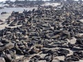 The magnificent colony Brown fur seal, Arctocephalus pusillus, Cape cross, Namibia