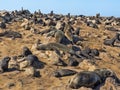 The magnificent colony Brown fur seal, Arctocephalus pusillus, Cape cross, Namibia Royalty Free Stock Photo