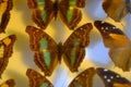 Magnificent and colorful butterfly inside its natural plants