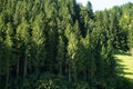Magnificent coniferous forest in the rays of light in summer Royalty Free Stock Photo