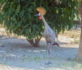 The Magnificent Crowned Crane: A Regal Bird of the Grasslands Royalty Free Stock Photo