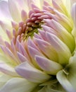 Magnificent Dahlia Royalty Free Stock Photo