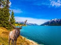 Magnificent deer on Lake Abraham