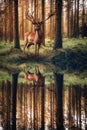 Magnificent deer with large antlers stands by a forest lake