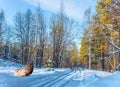 Magnificent deer resting in the snow Royalty Free Stock Photo