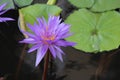 Magnificent double blue tropical water lily Royalty Free Stock Photo