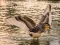 A magnificent duck glides through the serene water with its wing Royalty Free Stock Photo