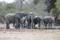 IMG_9832 Magnificent 8 Elephants, capture at De La Porte`s Windmill just outside Skukuza, Kruger National Park, South Africa