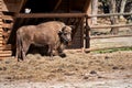 a magnificent European bison at the pasture on the island of Wolin