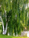 Magnificent European White Birch (Betula pendula)