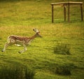 Magnificent Fallow buck enjoying life Royalty Free Stock Photo