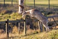 A Magnificent Fallow Deer Buck - Dama dama, about to jump a parkland fence. Royalty Free Stock Photo