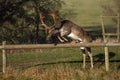 A Magnificent Fallow Deer Buck - Dama dama, about to leap over a parkland fence.