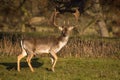 A Magnificent Fallow Deer Buck - Dama dama, Warwickshire, England.