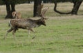 A magnificent Fallow Deer Stag, Dama dama, walking across a field with attitude during the rut.