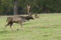 A magnificent Fallow Deer Stag, Dama dama, walking across a field during the rut.