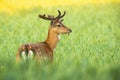 Magnificent fallow deer stag standing in grain in summer nature.