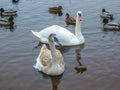 A magnificent family of white swans against the background of blue river water