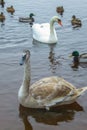 A magnificent family of white swans against the background of blue river water