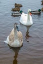 A magnificent family of white swans against the background of blue river water