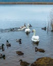 A magnificent family of white swans against the background of blue river water