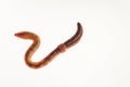 A magnificent fat earthworm crawls across the white background, illuminated from the inside