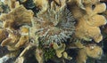Magnificent feather duster marine worm