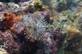 Magnificent feather duster marine worm