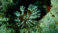 Magnificent Feather Duster Worm