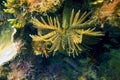 Magnificent Feather Duster Worm - Sabellastarte magnifica