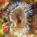 Magnificent feather duster worm, Sabellastarte magnifica. CuraÃÂ§ao, Lesser Antilles, Caribbean