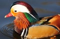 Magnificent feather of mandarin duck