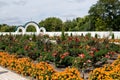 Magnificent flower garden with roses, marigolds on ground