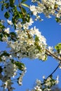 Magnificent flowering apple tree in a garden on an old farm Royalty Free Stock Photo