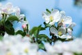 A magnificent flowering branch of an apple tree on a blue background Royalty Free Stock Photo