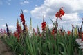 Magnificent of flowers for picking from white over red, yellow, orange, pink to dark purple Royalty Free Stock Photo