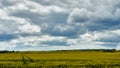 Magnificent fluffy clouds over the rapeseed field during sunset. Gray rainy clouds over a field of flowering rapeseed. Industry Royalty Free Stock Photo