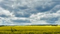 Magnificent fluffy clouds over the rapeseed field during sunset. Gray rainy clouds over a field of flowering rapeseed. Industry