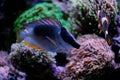 Magnificent foxface rabbitfish