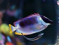 Magnificent foxface rabbitfish