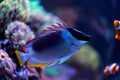 Magnificent foxface rabbitfish