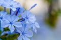 magnificent fresh blue plumbago blossom