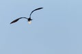 Magnificent frigate bird in flight Royalty Free Stock Photo