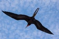 Magnificent frigate bird in flight Royalty Free Stock Photo