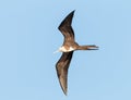 Magnificent frigate bird in flight Royalty Free Stock Photo