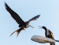 Magnificent frigate bird in flight Royalty Free Stock Photo