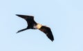 Magnificent frigate bird in flight Royalty Free Stock Photo