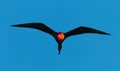 Magnificent frigate bird in flight Royalty Free Stock Photo
